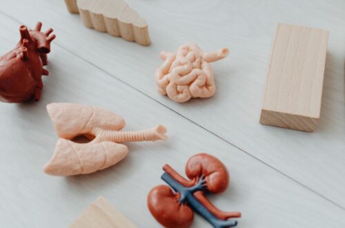 Anatomical kidney model on a table illustrating chronic kidney disease treatment