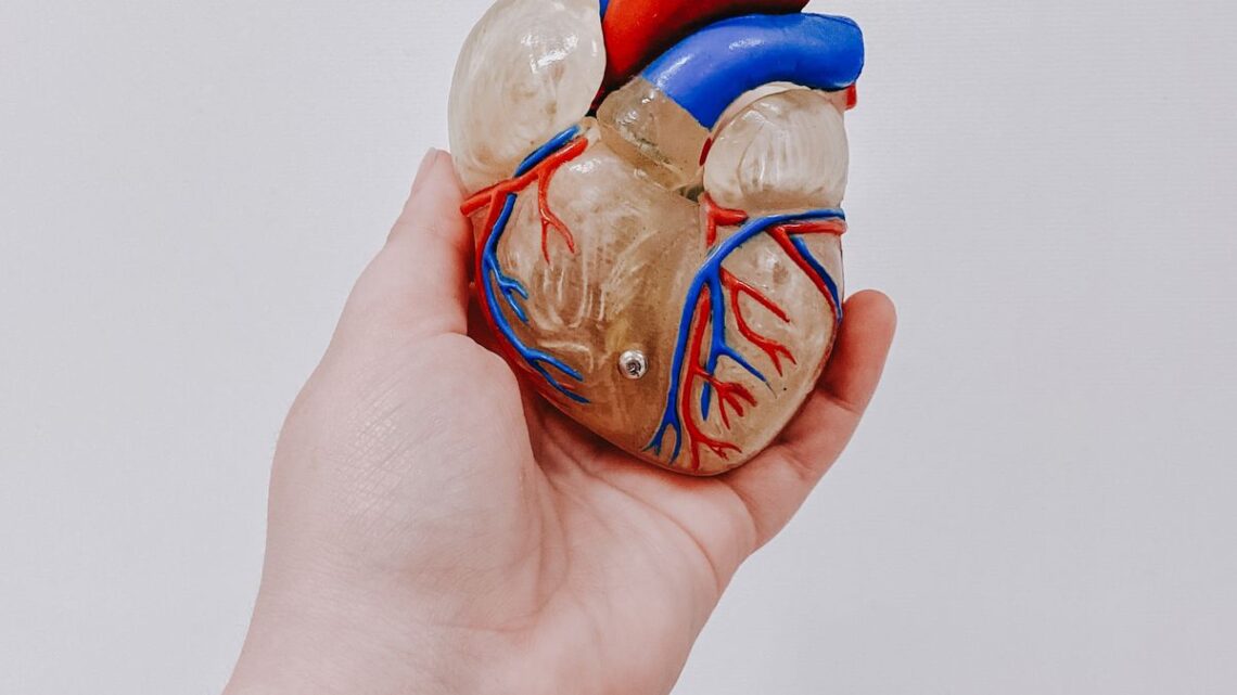 chronic inflammation heart model held in hand