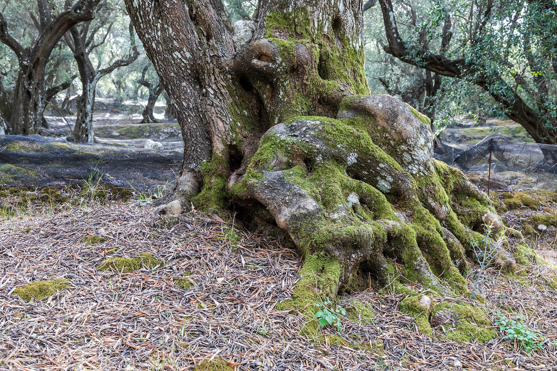 Olive grove in Corfu, Greece